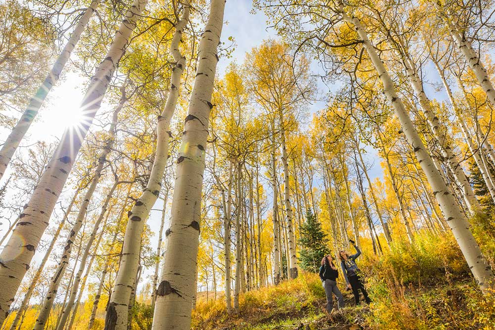 Fall aspen trees in Vail, CO